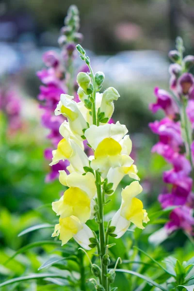 Snapdragon Scrophulariaceae Flor Amarela Bonita Jardim — Fotografia de Stock