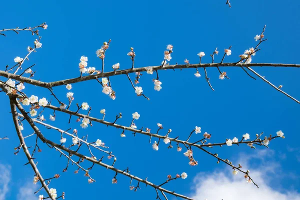 Chinese plum, Japanese apricot, bloom white flower beautiful on branch with blue sky