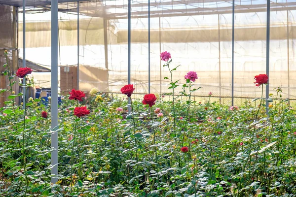 Троянди Кущовий Сад Розплідниках Рослин — стокове фото