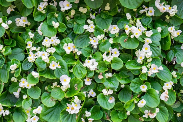 Begonia Broto Branco Flor Florescendo Jardim — Fotografia de Stock