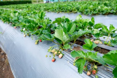 Çilek meyve bahçesinde büyüyen