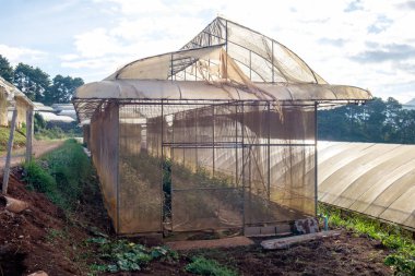 Bitki ıslahı gül bina yapısı