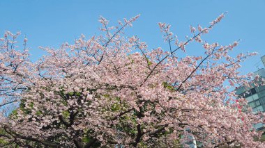 Pembe beyaz sakura kiraz çiçeği ve mavi gökyüzü