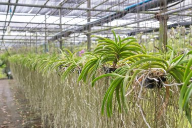 Orkide Bahçe Düzenle kapalı gölgeli