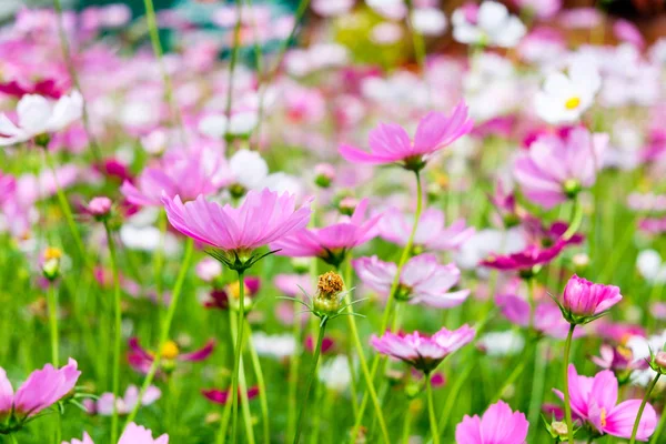 Цветок Казачий Белый Розовый Саду — стоковое фото