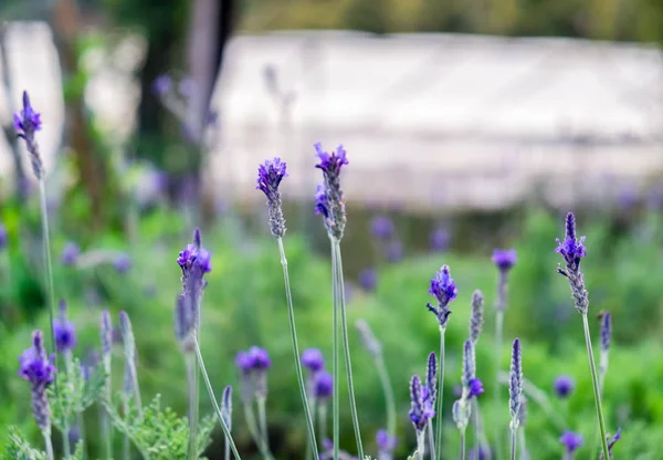 Фиолетовый Лаванда Красивый Цветок Саду — стоковое фото