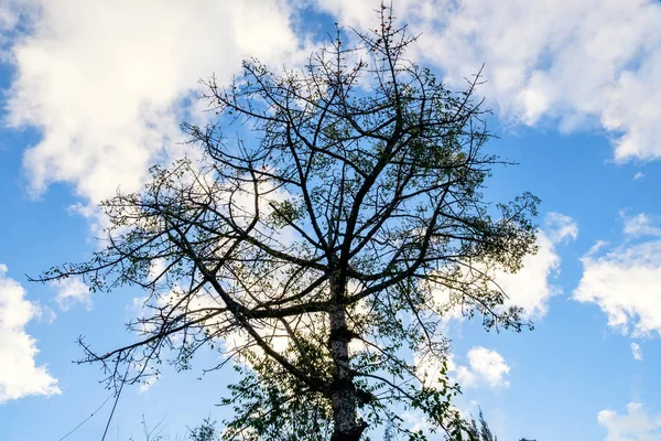 Cotton Tree Kapok Träd Röd Bomull Träd Siden Bomull Shving — Stockfoto