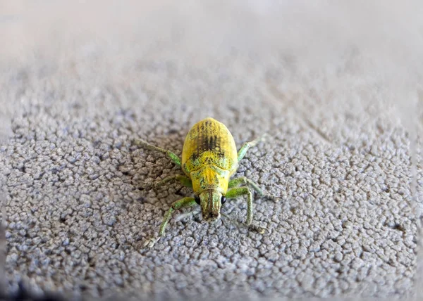 Verde Weevil Plaga Pequeño Insecto Oro Amarillo Verde — Foto de Stock