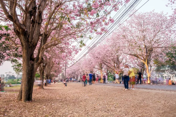 People walking under pink trumpet shrub tree,flower pink tree in kasetsart university,kamphaengsaen