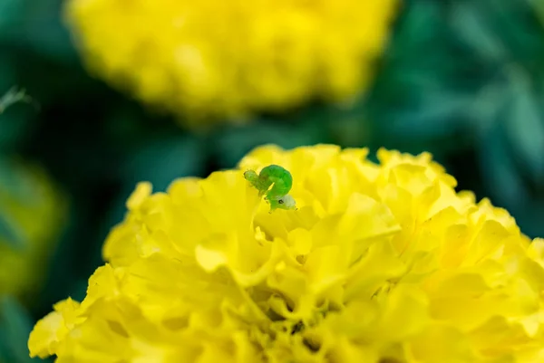 Small Green Worm Head Bloom Yellow Marigold — Stock Fotó