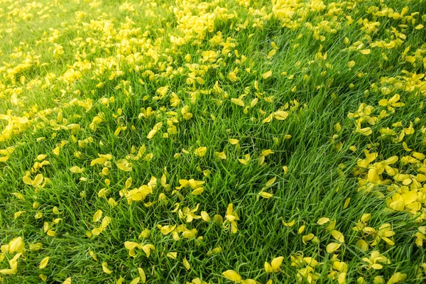 Golden yellow flower fall on grass