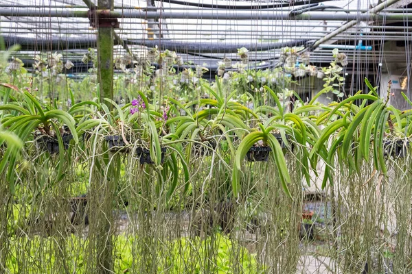 Сад Орхідей Влаштовує Тінисті Приміщення — стокове фото