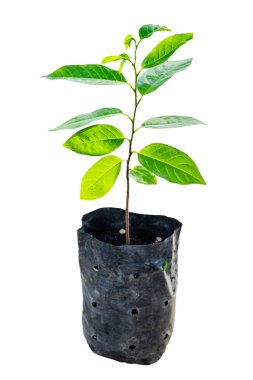 Ağaç filiz çanta plastik, arka plan üzerinde izole