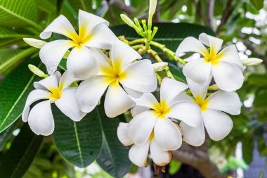 Plumeria, Frangipani, leelawadee, beyaz sarı çiçek lantorm çiçek