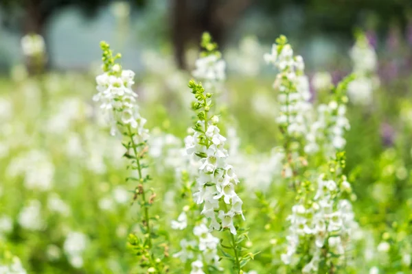 Сальвия Белый Цветок Цветет Саду — стоковое фото