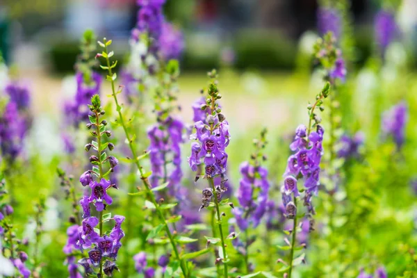 Salvia Flor Sálvia Flor Roxa Jardim — Fotografia de Stock