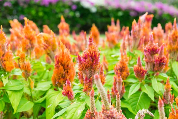 Cockscomb flower head red orange with bees in garden