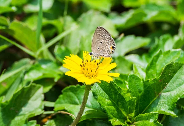 Kis Pillangó Szürke Sárga Virágpor Illatú Virág Virágzó — Stock Fotó