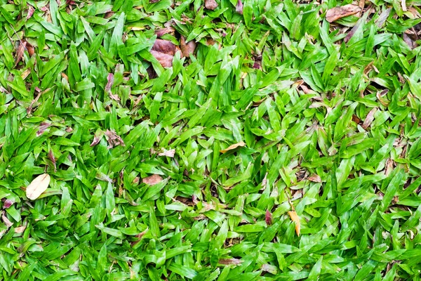 Green grass bright texture background