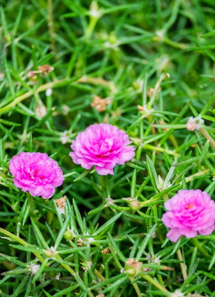 Common Purslane Verdolaga Pigweed Pusley Flower Bloom Pink Green Field — стоковое фото