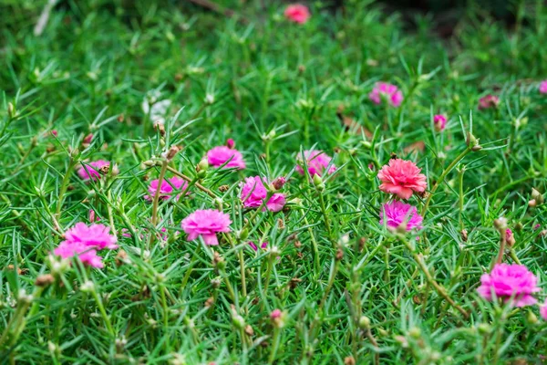 일반적인 쇠비름 Verdolaga Pigweed Pusley 분홍색 정원에서 — 스톡 사진
