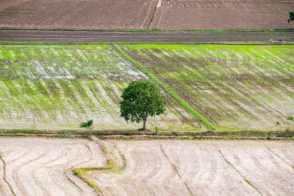 Tree arid solitary on rice field at wat tham sua,kanchanaburi