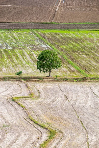 Albero Arido Solitario Risaia Wat Tham Sua Kanchanaburi — Foto Stock