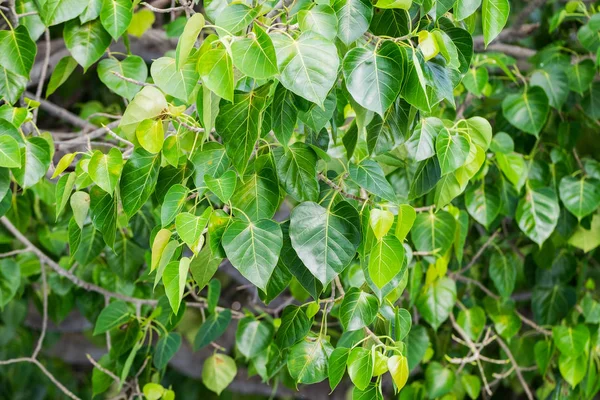 Tle Zielonych Liści Drzewa Bodhi — Zdjęcie stockowe