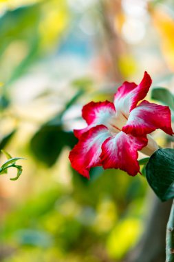 Açelya çiçek kırmızı beyaz bloom karşılamak küçük yaprak