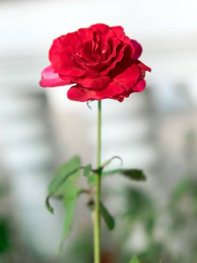 Kırmızı gül çiçek bahçesinde tek