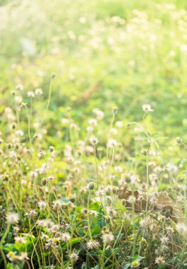 Küçük çiçek yeşil yumuşak ışık deseni