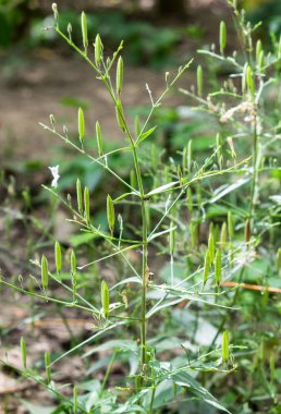 Waterkanon, Watrakanu, Minnieroot, demir kök, Feverroot, bakla, haşhaş Cracker bitki, Trai Hayır, Toi ting, yeşil yığını su temas filiz