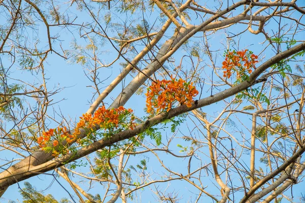 Flam Boyant Flame Tree Royal Poinciana Kiść Kwiat Pomarańczowy Kwiat — Zdjęcie stockowe