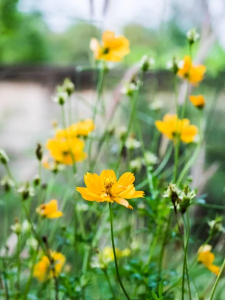 Саду Красиво Цветут Казачьи Цветы — стоковое фото