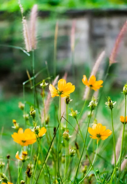 Cosmos flower bloom beautiful in garden