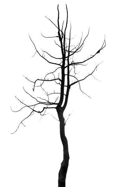 Siluett Träd Singel Isolerad Bakgrunden — Stockfoto