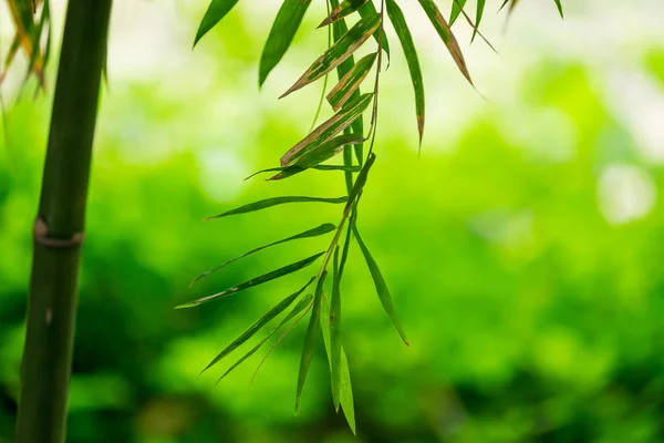 Bambú Hoja Verde Suave Fondo Borroso —  Fotos de Stock