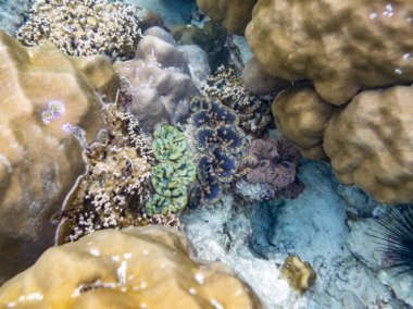 Büyük deniz tarağı grup lipe deniz çok renkli gizli rock