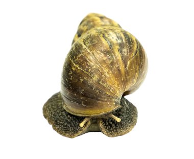 Büyük kahverengi salyangoz gezinme yavaş cape rulo kabuk