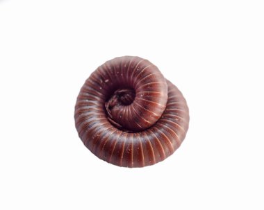 Kırkayak sarmal rulo yakın, arka plan üzerinde izole