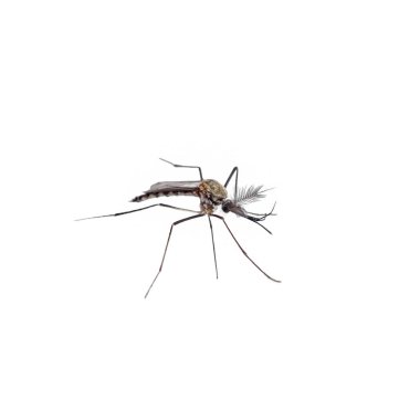 Sivrisinek tür aedes aegyti yan, arka plan üzerinde izole