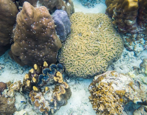 Big coral brain with big clam in lipe sea