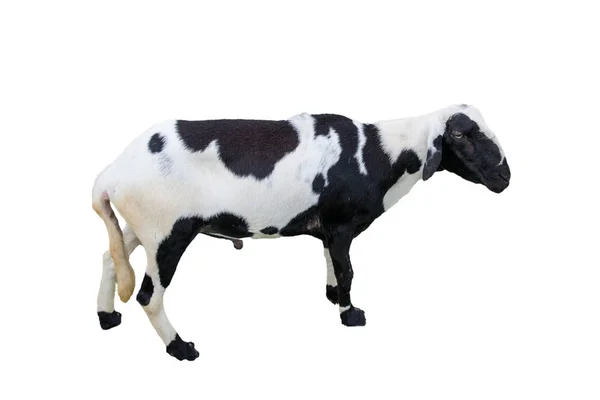 Junge Schafe Schwarz Weiß Isoliert Auf Hintergrund — Stockfoto