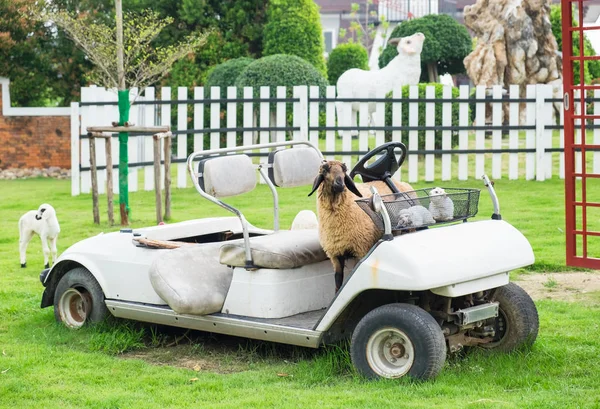 Sheep standing on white golf cart on lawn