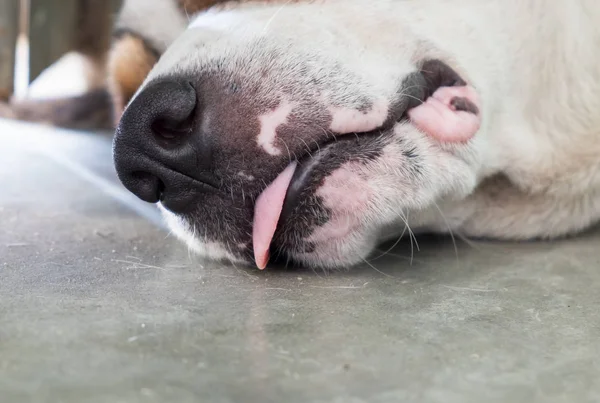 Dog lovely pet sleep tongue