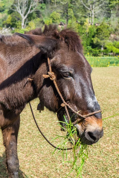 Maultier Braun Kaugras Aus Nächster Nähe — Stockfoto