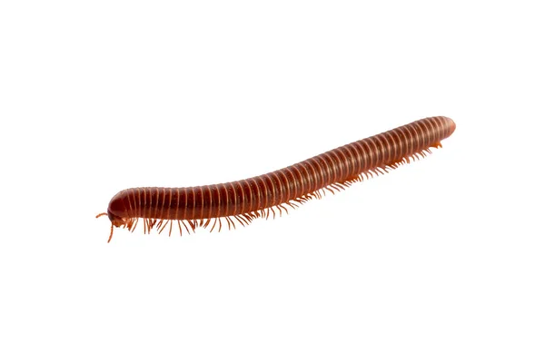 Millipede Brown Orange Running Away Isolated Background — стоковое фото