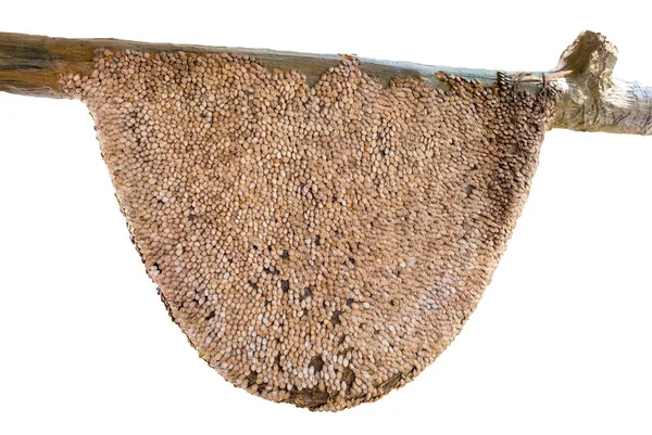 大規模な不気味な白い背景の上のグループとして皮スイカ種子棒から作られたハニカム — ストック写真