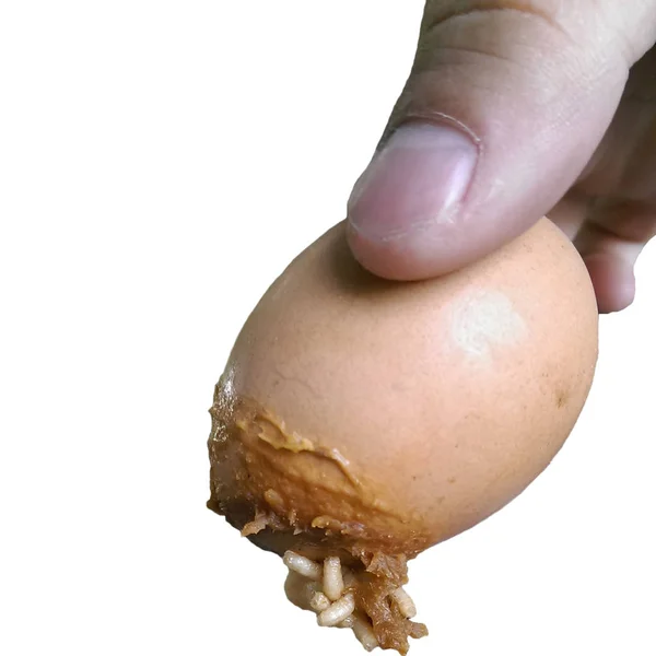 Finger Holding Rotten Egg Smell Putrid Worm Thread — Stock Photo, Image