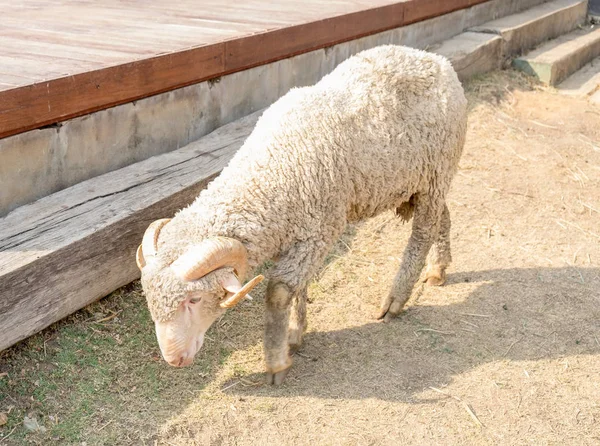Schafe Rollen Horn Laufen Bauernhof — Stockfoto